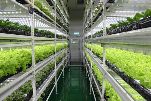 中國(guó)人的農(nóng)業(yè)情懷 未來(lái)農(nóng)業(yè)是什么樣的